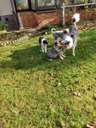 Collies vom Elfenzauber