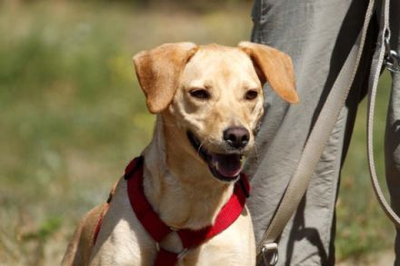 Princess, Mischling, geb. 2014, sucht hundeerfahrene Besitzer