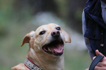 Princess, Mischling, geb. 2014, sucht hundeerfahrene Besitzer