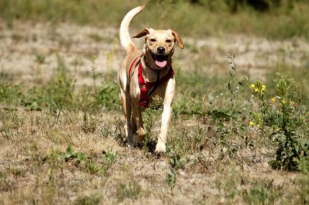 Princess, Mischling, geb. 2014, sucht hundeerfahrene Besitzer