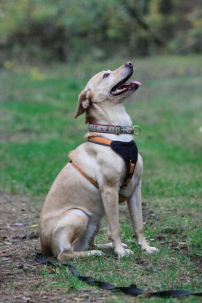 Princess, Mischling, geb. 2014, sucht hundeerfahrene Besitzer