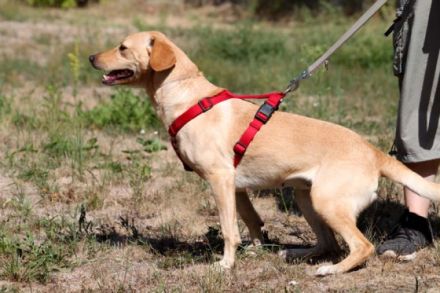 Princess, Mischling, geb. 2014, sucht hundeerfahrene Besitzer