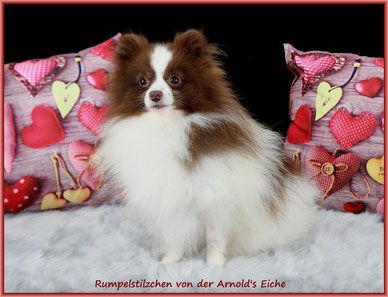 Rumpelstilzchen von der Arnold´s Eiche