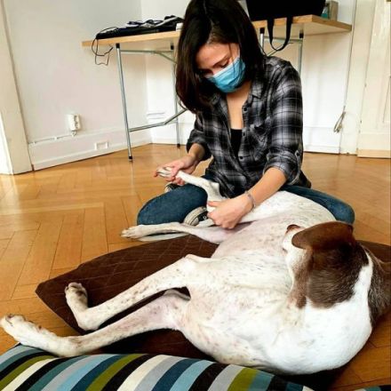 Tierheilpraxis & Physiotherapie Jaimie Lee Rüttgen