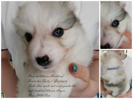 3 Großspitzrüdenwelpen merle gescheckt mit blauen Augen