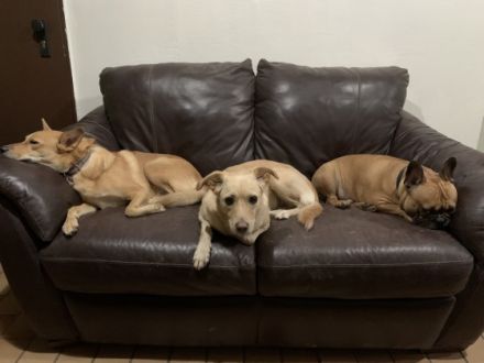 Hundetagesstätte/Pension Flack