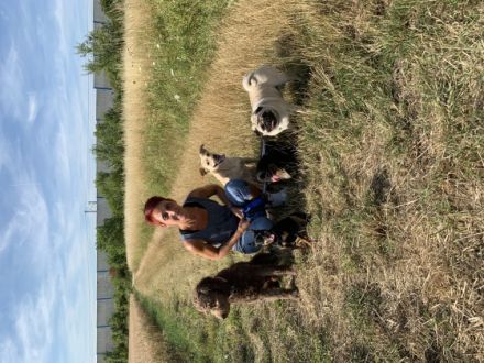 Hundetagesstätte/Pension Flack