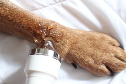 Hundimpuls - Dog Physiotherapy-