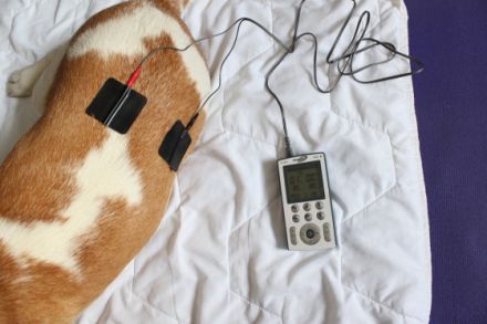 Hundimpuls - Dog Physiotherapy-