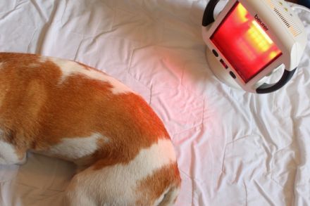 Hundimpuls - Dog Physiotherapy-