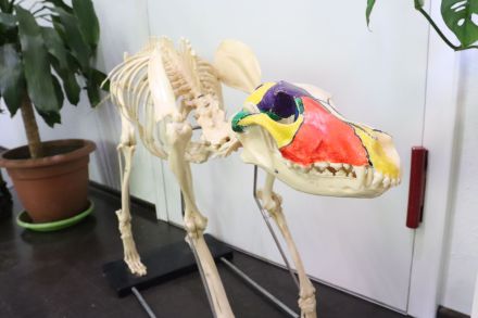 Hundimpuls - Dog Physiotherapy-