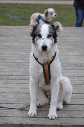 Hundeschule Bochum bellt