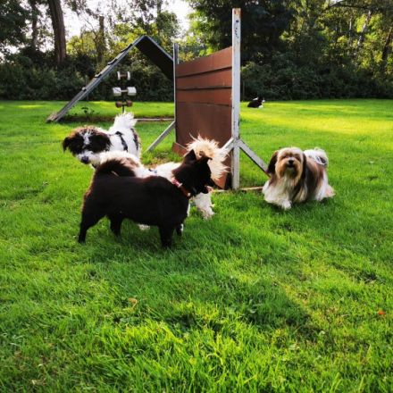 Hundeschule Bochum bellt