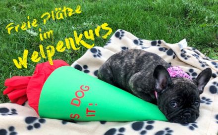 Let's Dog it! - Frankfurt mobile Hundeschule