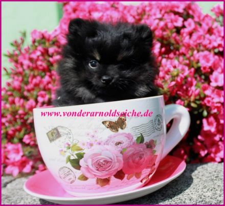 blau,lilamerle,black-tan von der Arnold´s Eiche