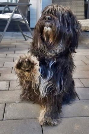 de la petite Coquine