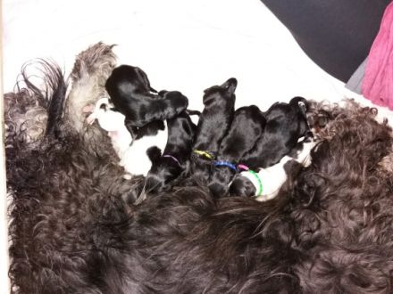 de la petite Coquine