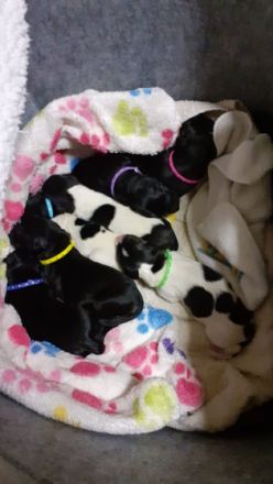 de la petite Coquine