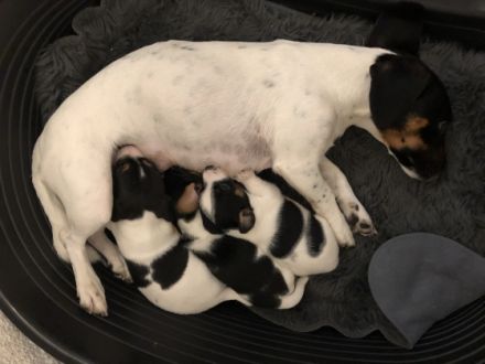 von der Brombeerstaude