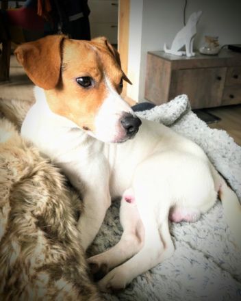 von der Brombeerstaude