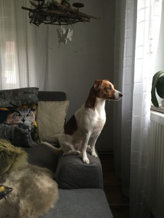 von der Brombeerstaude