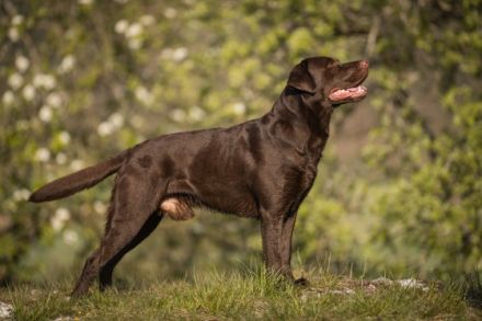 Ben alias Eco vom Bürgle
