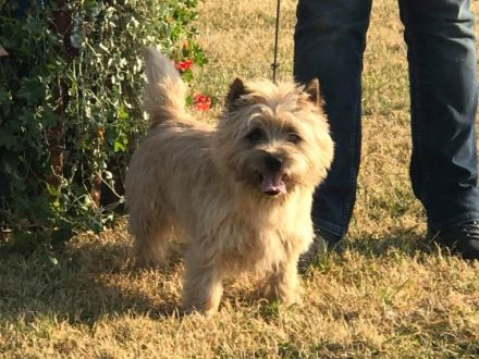 Coeur de Lion d`Hongrie