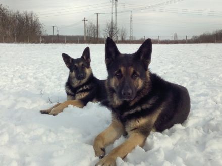 Coeur de Lion d`Hongrie