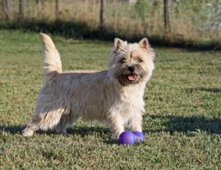 Coeur de Lion d`Hongrie