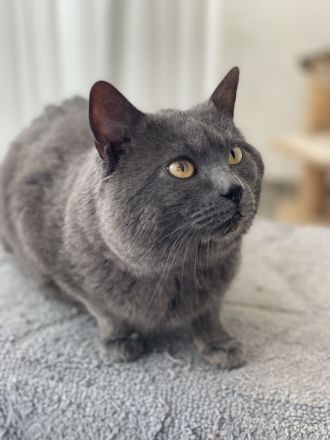 IC. Kronos v. Lauerhof