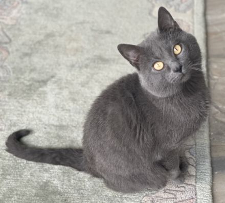 IC. Kronos v. Lauerhof