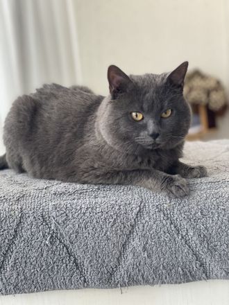 IC. Kronos v. Lauerhof