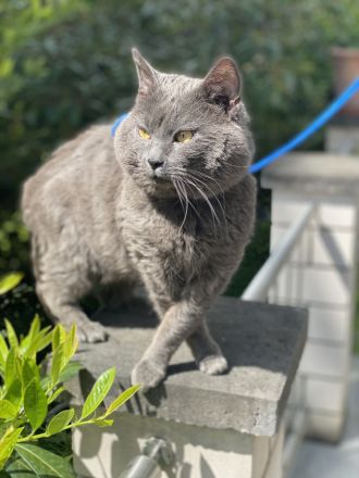 IC. Kronos v. Lauerhof