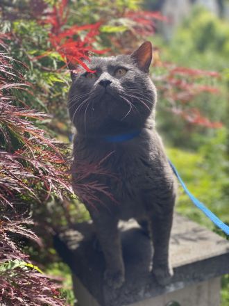 IC. Kronos v. Lauerhof