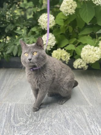 IC. Kronos v. Lauerhof