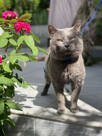 IC. Kronos v. Lauerhof