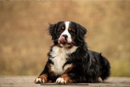 Isco-Lennox vom Jansenhof