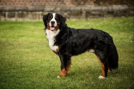 Isco-Lennox vom Jansenhof