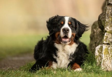 Isco-Lennox vom Jansenhof