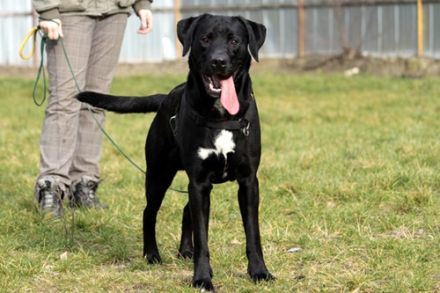 Buddy, Labrador-Mix , geb. 2014, su. hundeerfahrene Einzelperson mit Grundstück - mit Video