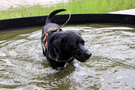 Buddy, Labrador-Mix , geb. 2014, su. hundeerfahrene Einzelperson mit Grundstück - mit Video