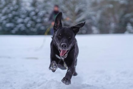 Buddy, Labrador-Mix , geb. 2014, su. hundeerfahrene Einzelperson mit Grundstück - mit Video