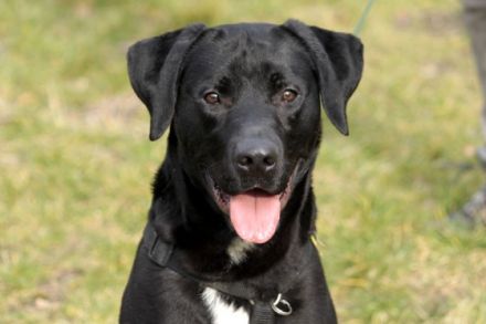 Buddy, Labrador-Mix , geb. 2014, su. hundeerfahrene