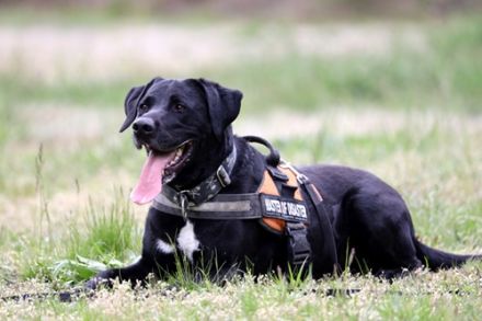 Buddy, Labrador-Mix , geb. 2014, su. hundeerfahrene