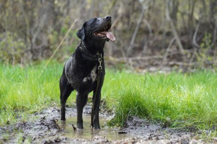 Buddy, Labrador-Mix , geb. 2014, su. hundeerfahrene Einzelperson mit Grundstück - mit Video