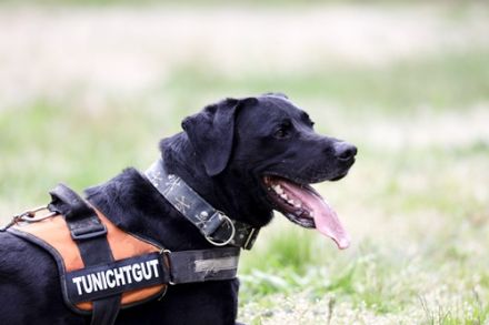Buddy, Labrador-Mix , geb. 2014, su. hundeerfahrene Einzelperson mit Grundstück - mit Video