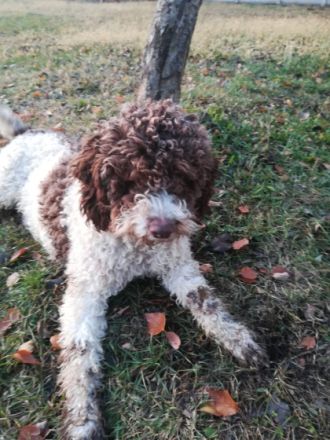 Lagotto Romagnolo Züchter
