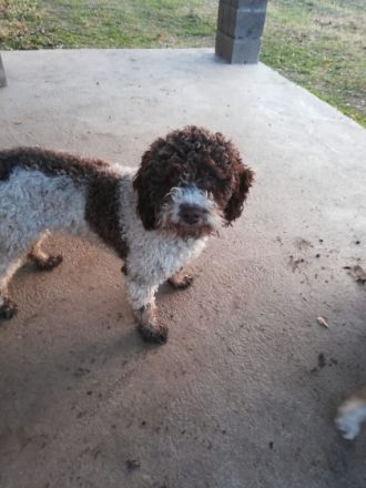 Lagotto Romagnolo Züchter