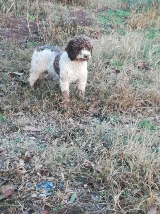 Lagotto Romagnolo Züchter