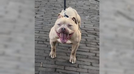 American pocket bully Deckrüde mit Deck Erfahrungen